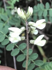 Astragalus strigulosus