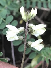 Astragalus strigulosus