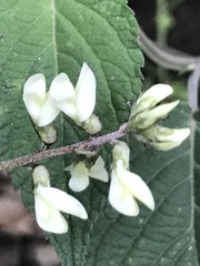Astragalus strigulosus