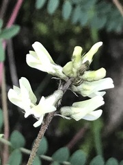 Astragalus strigulosus