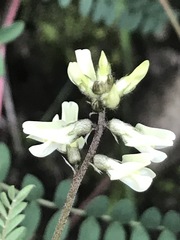 Astragalus strigulosus