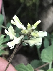 Astragalus strigulosus