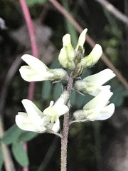 Astragalus strigulosus