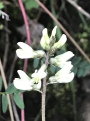 Astragalus strigulosus