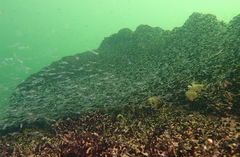 Mesopodopsis slabberi