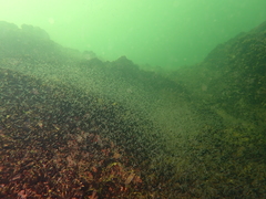 Mesopodopsis slabberi