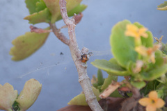 Harmonia axyridis