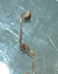 Mycena vitilis