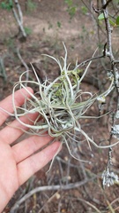 Tillandsia reichenbachii