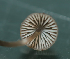 Mycena vitilis