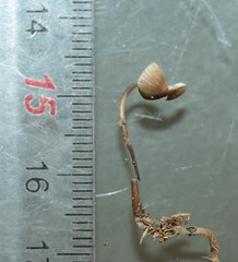Mycena vitilis