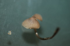 Mycena vitilis