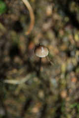 Mycena vitilis