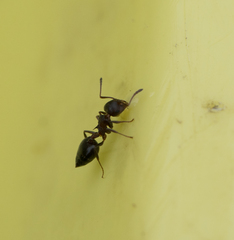 Crematogaster coarctata