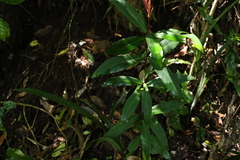 Ardisia bakeri