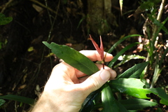 Ardisia bakeri
