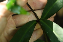Ardisia bakeri