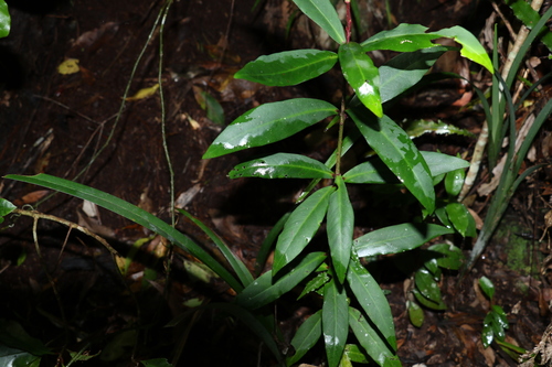 Ardisia bakeri (Ardisia bakeri)