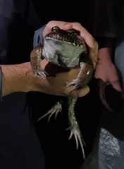 Leptodactylus labyrinthicus