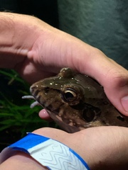 Leptodactylus labyrinthicus