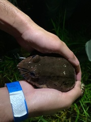 Leptodactylus labyrinthicus