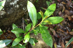 Tristaniopsis collina