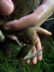 Leptodactylus labyrinthicus