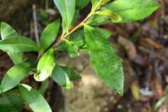 Tristaniopsis collina