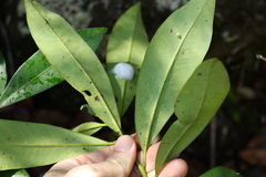 Tristaniopsis collina