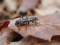 Brachyderes lusitanicus