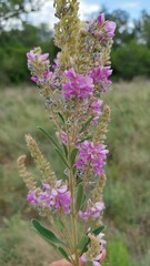 Desmodium cuneatum
