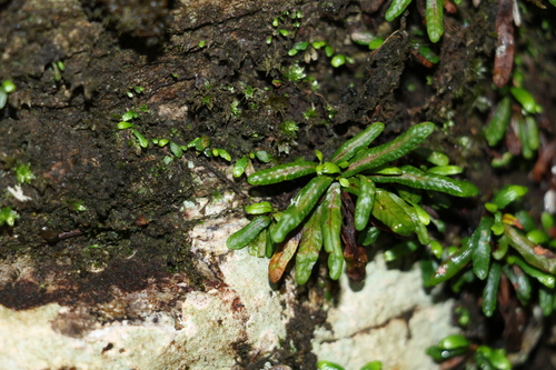 Image of Grammitis stenophylla by (c) Greg Tasney, some rights reserved (CC BY-SA)