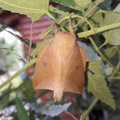 Adeloneivaia subangulata