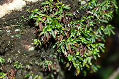 Grammitis stenophylla