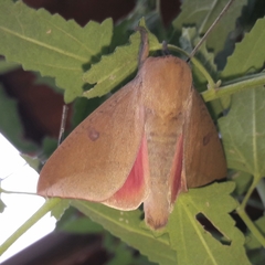 Adeloneivaia subangulata