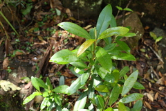 Tristaniopsis collina