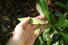 Tristaniopsis collina