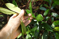 Tristaniopsis collina