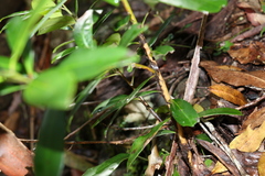 Tristaniopsis collina