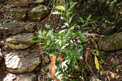 Tristaniopsis collina