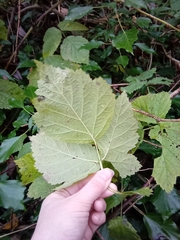 Rubus