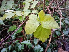 Rubus