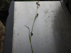 Rhynchospora globularis