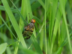 Otites porcus