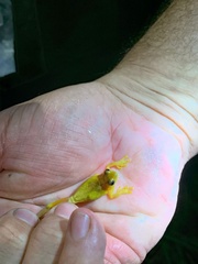 Dendropsophus rubicundulus