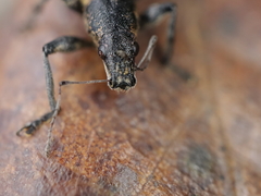 Brachyderes lusitanicus
