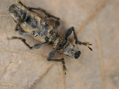 Brachyderes lusitanicus