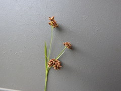 Rhynchospora globularis