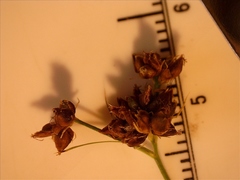 Rhynchospora globularis