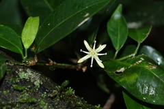 Acronychia baeuerlenii